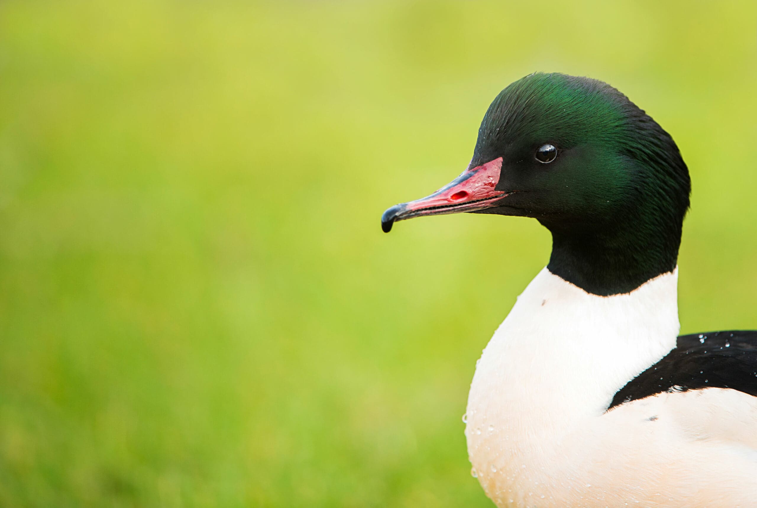 A duck with a white body, green head and thin hooked red bill