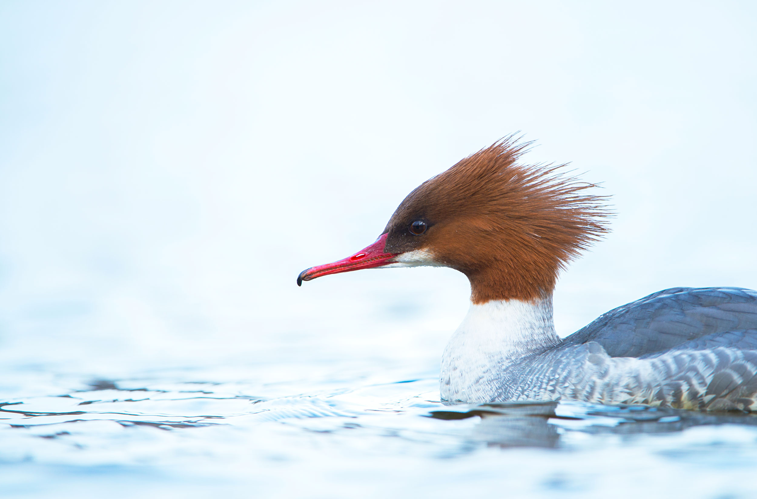 A duck with a white body, reddish brown head with spiky feathers and thin hooked red bill, floating on water