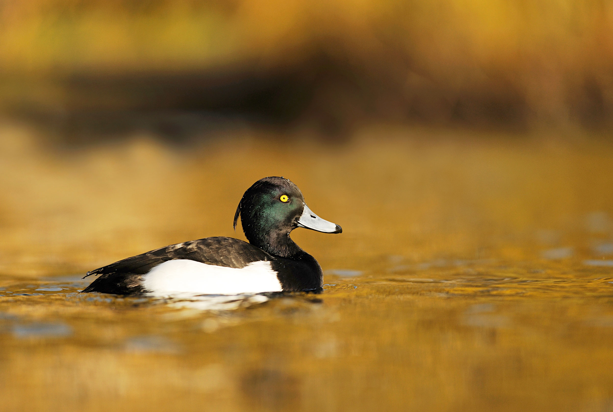 A black and white duck floating on water