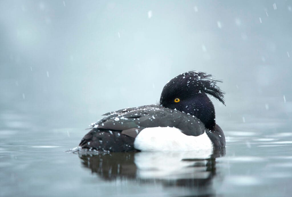 A black and white duck with a tuft on the back of its head floating in water, snow falling