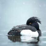 Previous Post Thumbnail