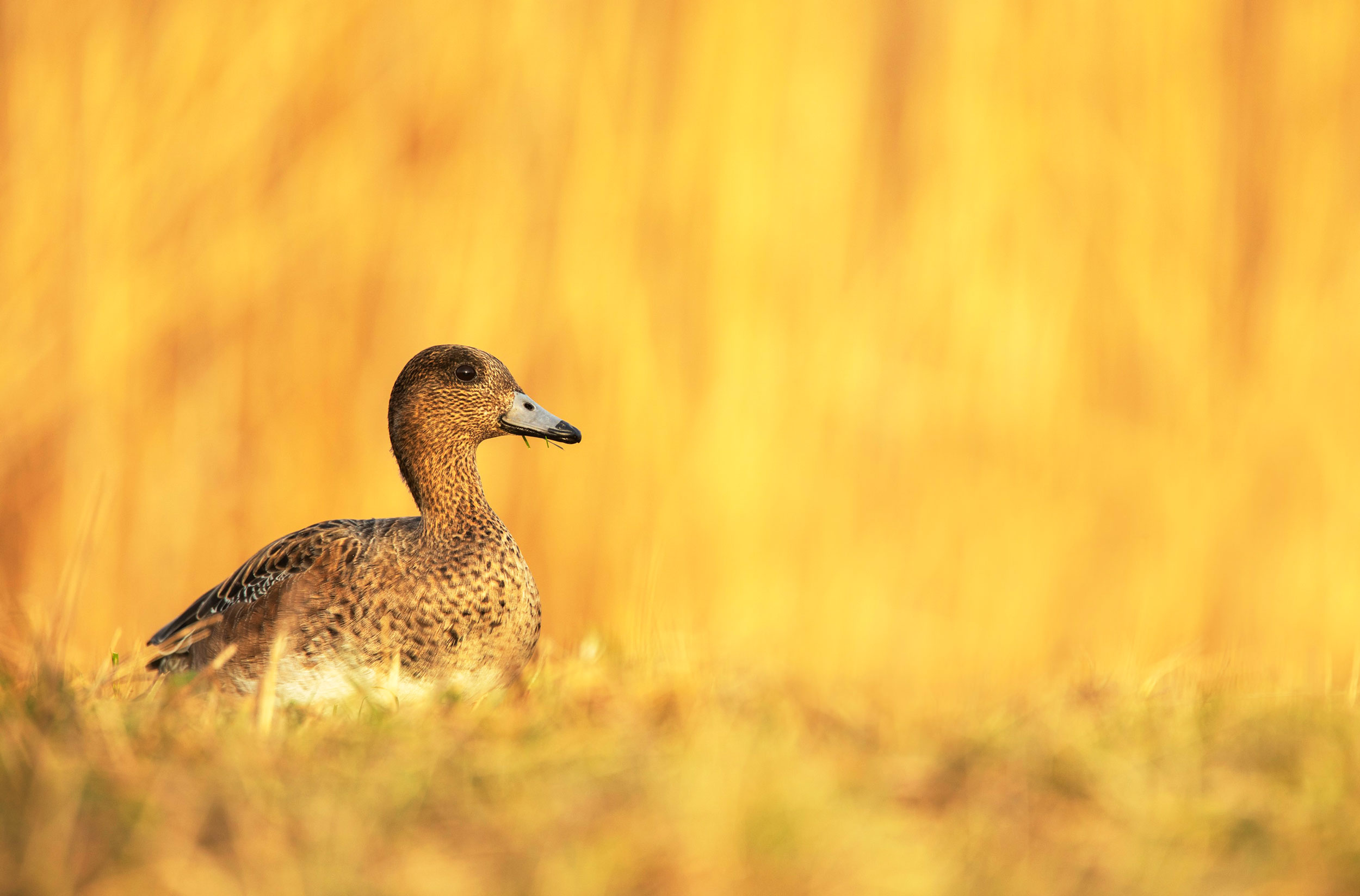 A brown duck with a blue/grey bill among yellow-coloured vegetation