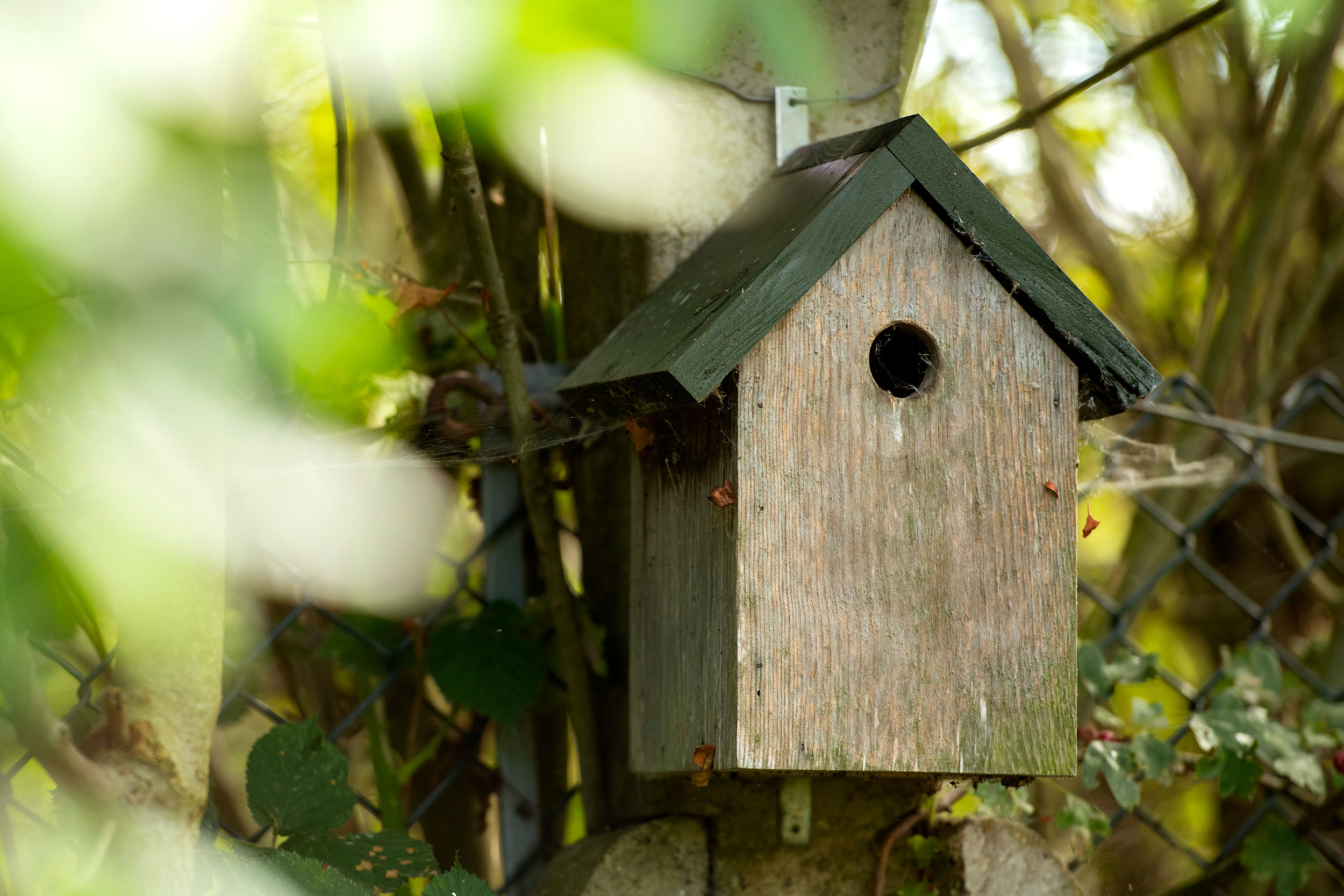 A nestbox attached to a tree.