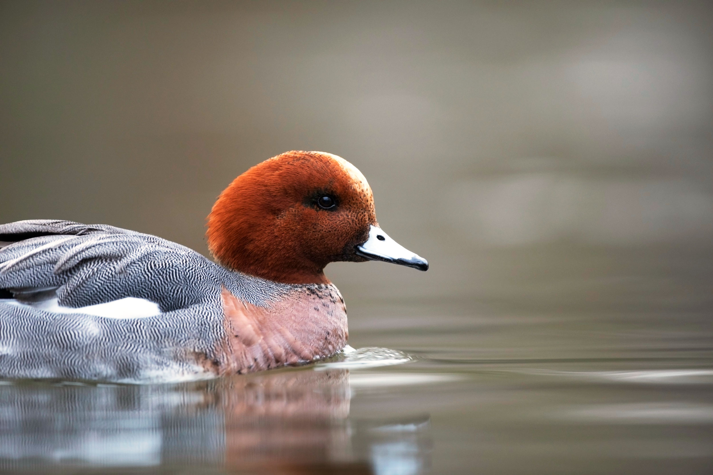 A grey duck with a red head, yellow marking above the bill, floating in water