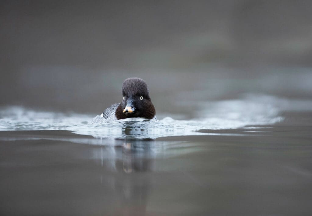 A brown-headed duck with a striking yellow eye swimming in water