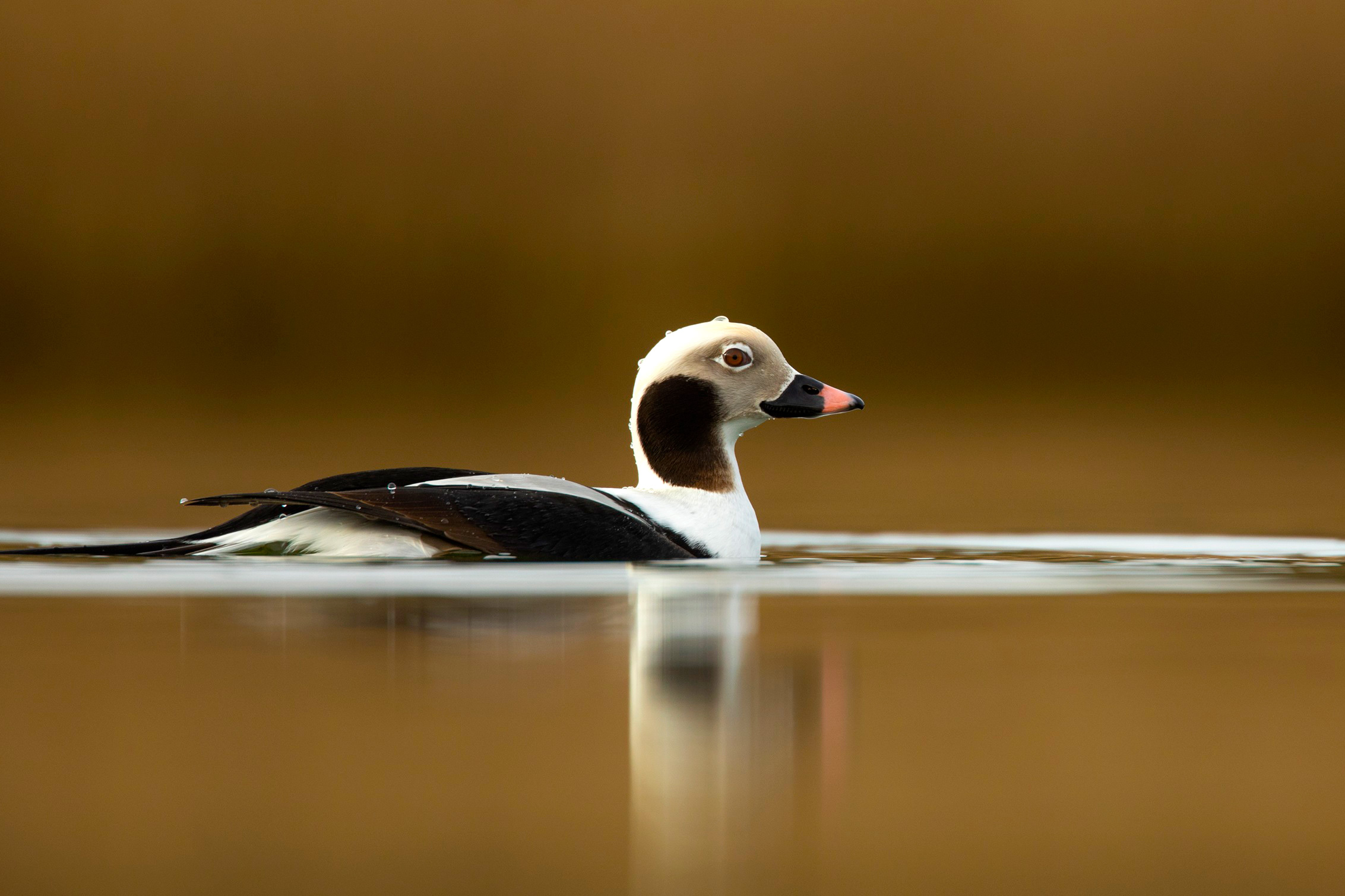 A black and white duck with a black and pink bill and long tail floating in water