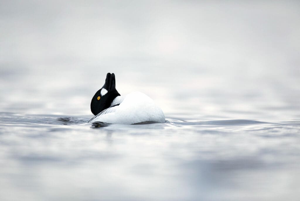 A black and white duck with a white patch near its bill and a striking yellow eye floating on water, throwing its head back