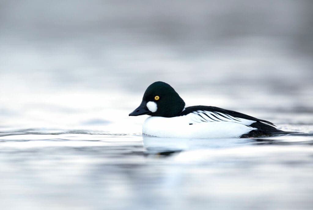 A black and white duck with a white patch near its bill and a striking yellow eye floating on water