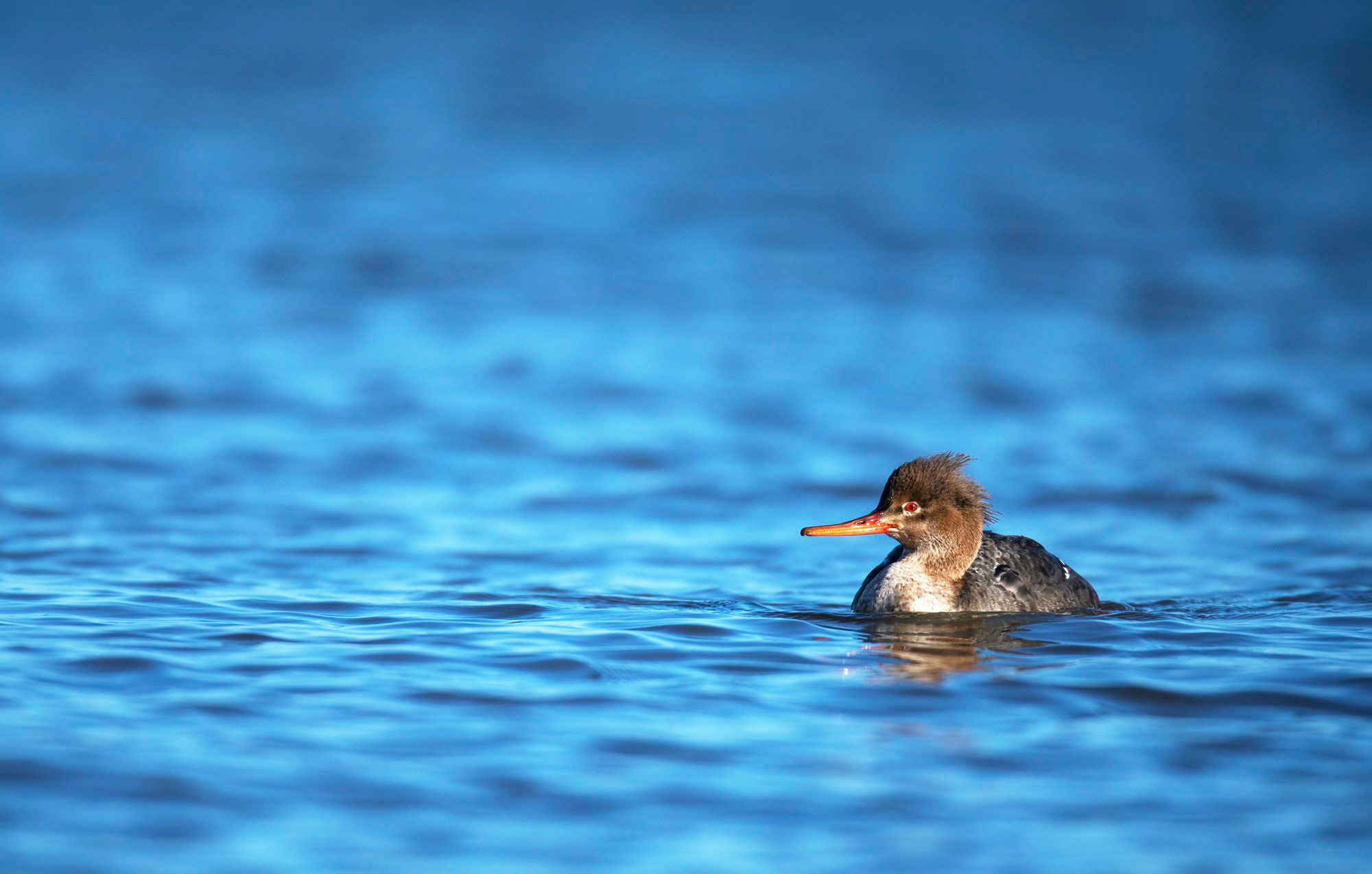 A grey duck with a white breast and spiky brown head floating in water