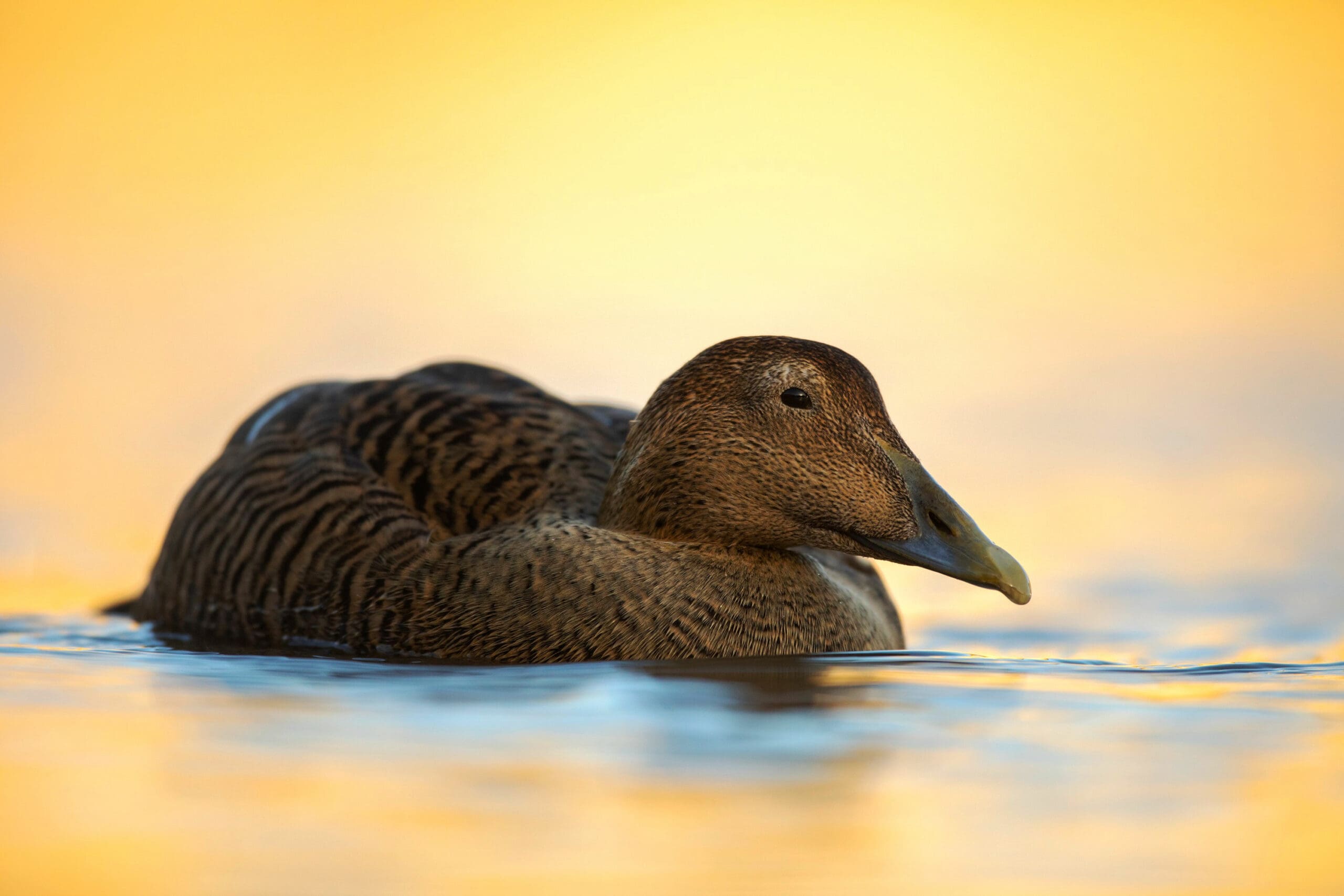 A large brown duck floating on water