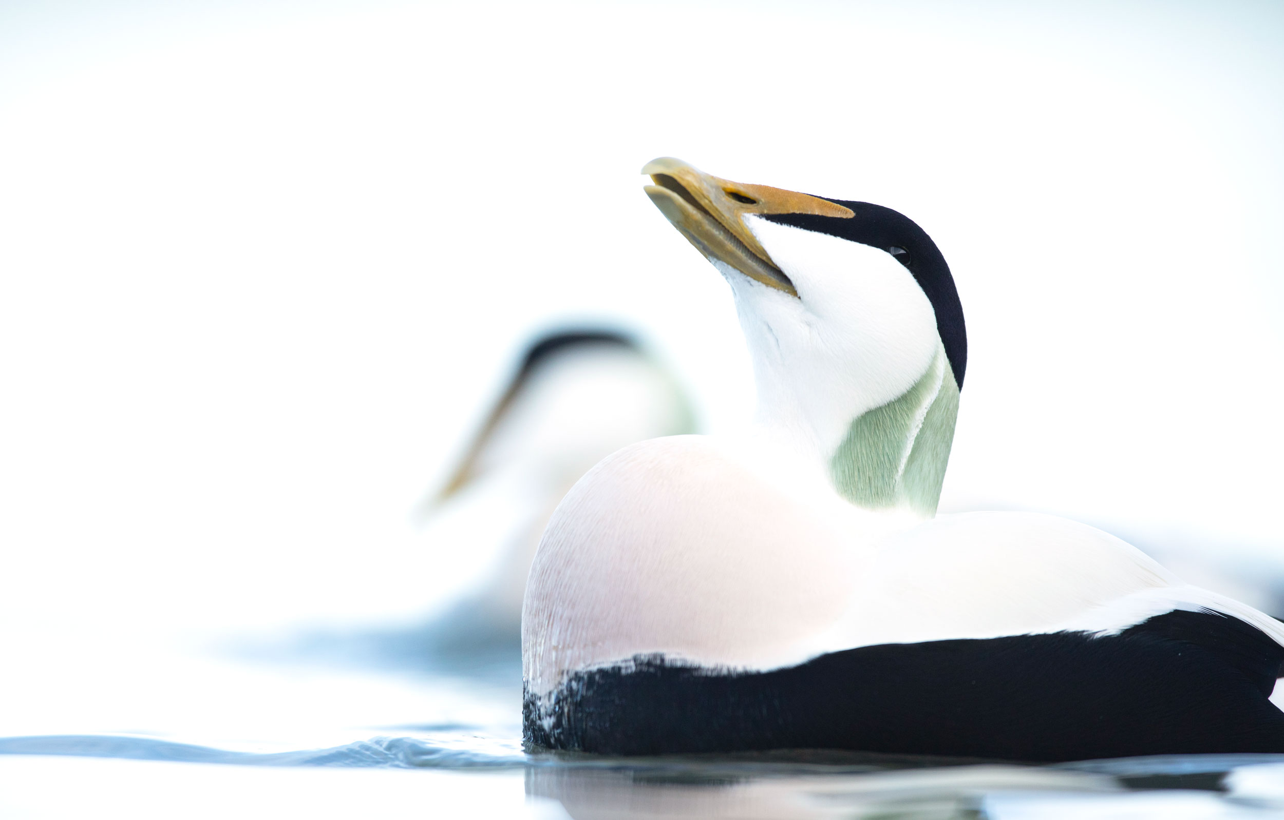 A large black and white duck tilting its head back, floating on water