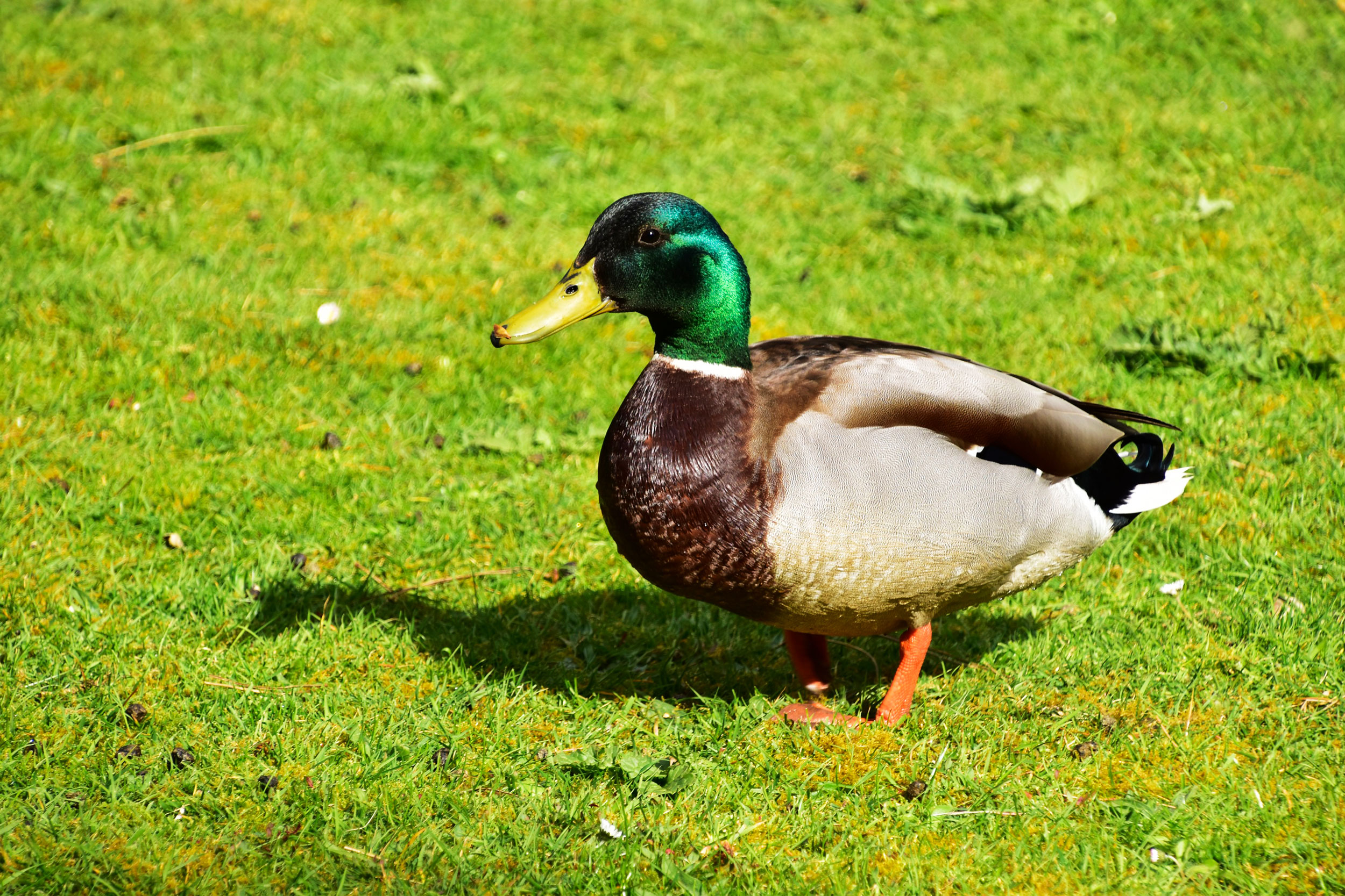 A brown and grey duck with a green head and yellow bill standing on grass