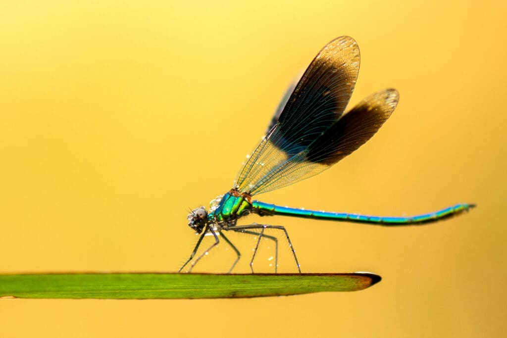 Banded Demoiselle alighting on a leaf.