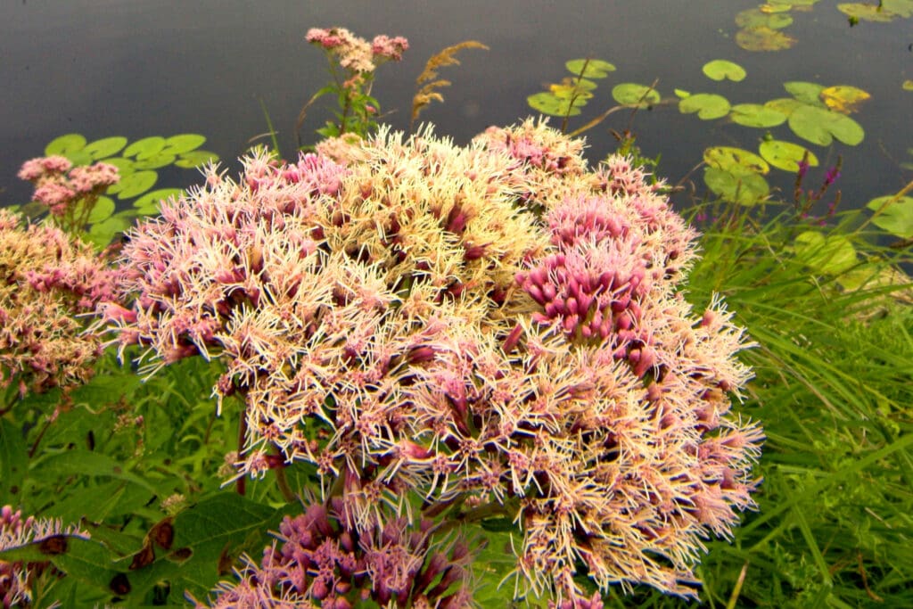 Pink and yellow Hemp-agrimony in front of a pond.