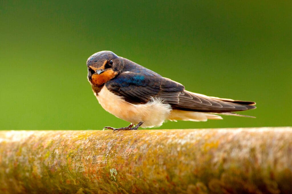 A Swallow turns to look at the camera while on a branch.