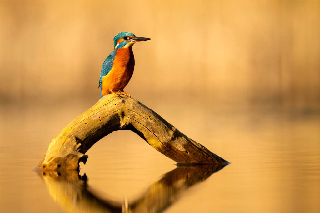 A blue and orange Kingfisher rests on an exposed root sticking out of a calm river.