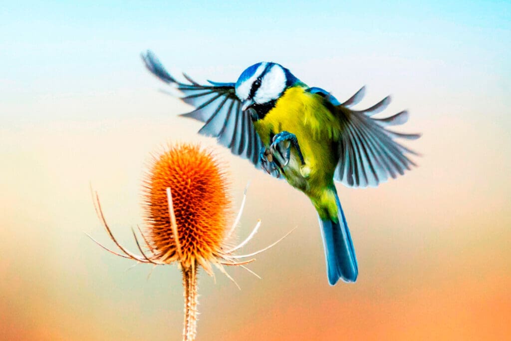 Blue tit landing on Teasel