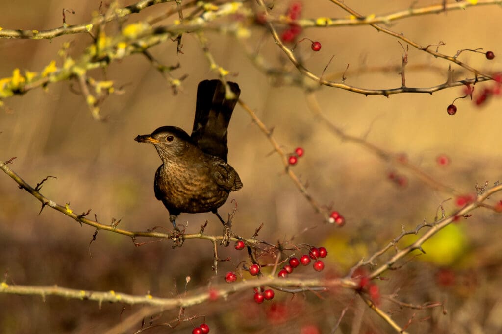 A Blackbird raising its tail when landing on a perch.