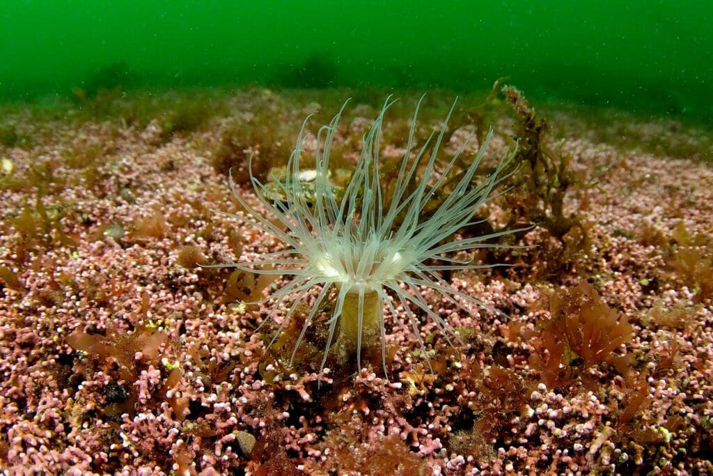 A burrowing anemone in a maerl bed.