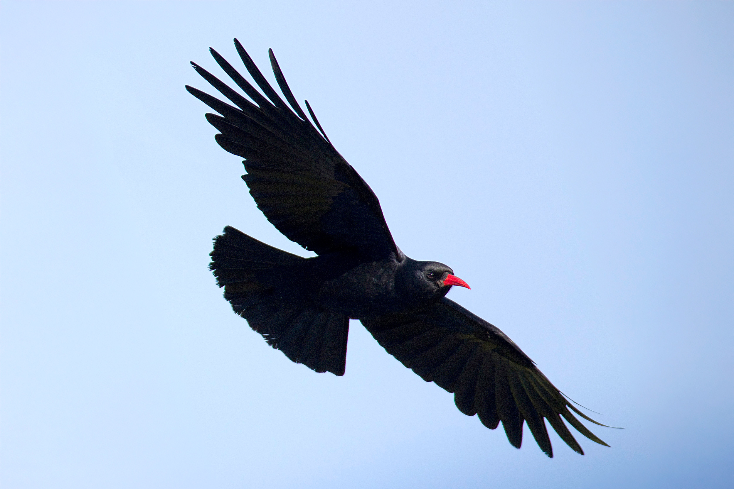 A Chough in flight against a pale blue sky