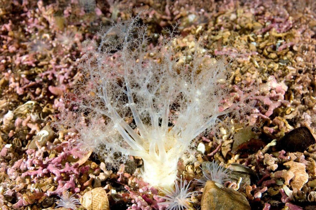 Gravel sea cucumner in Loch Carron.