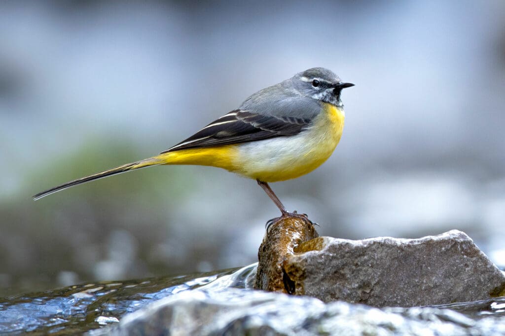 A Grey Wagtail with a bright yellow underside.