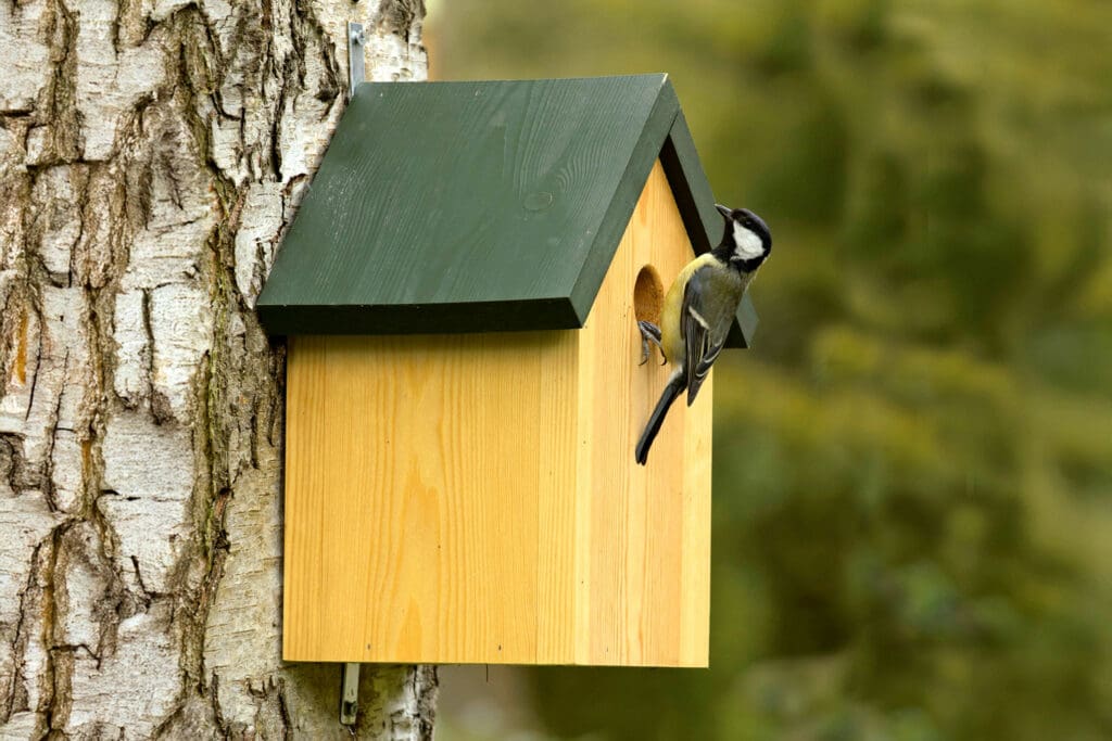 This RSPB apex nest box is being used by a Great Tit.