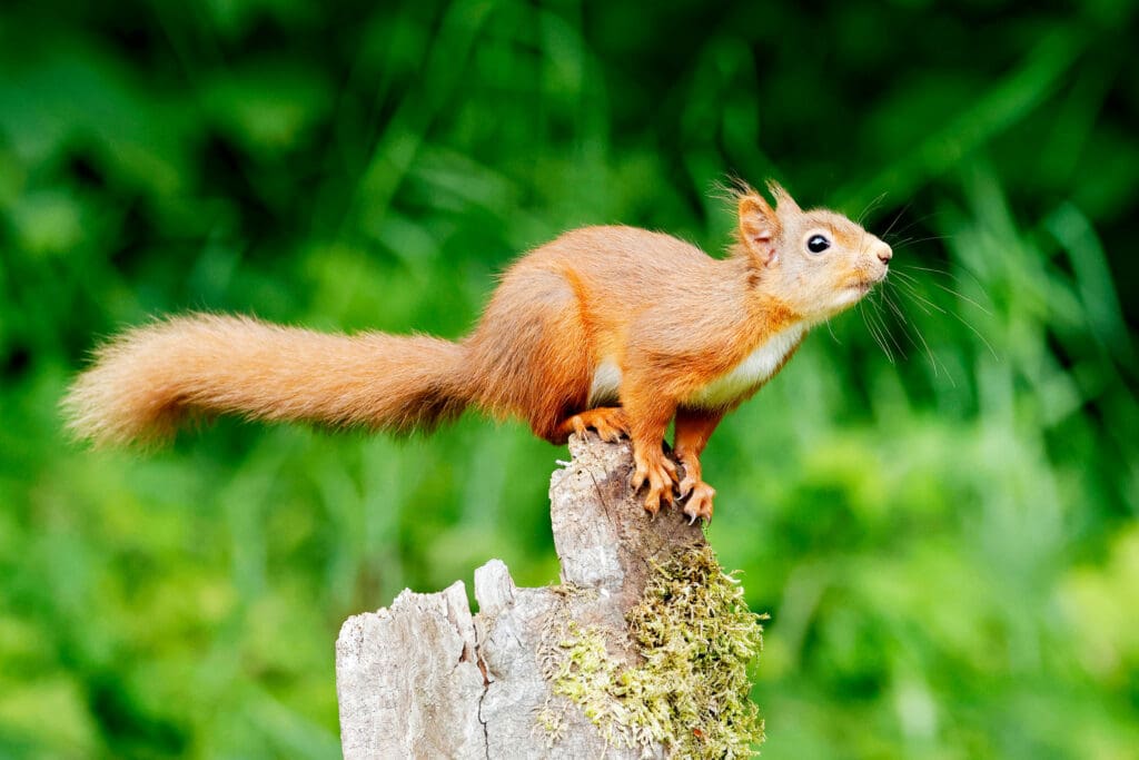 A Red Squirrel perches on a stump, looking off to the right in front of a green background.