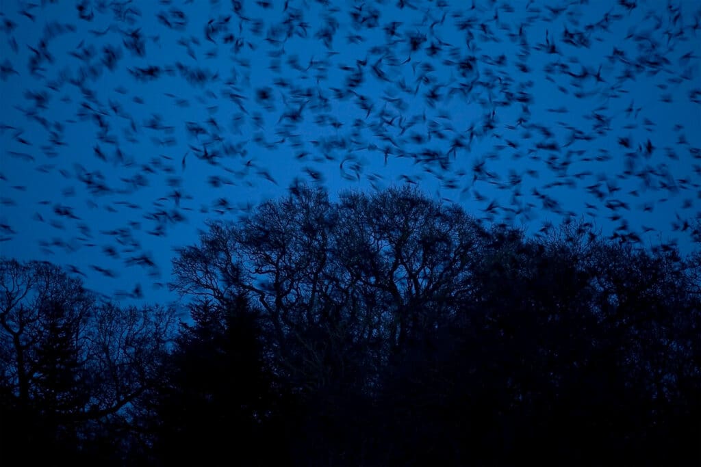 A flurry of black rooks against a dark blue sky