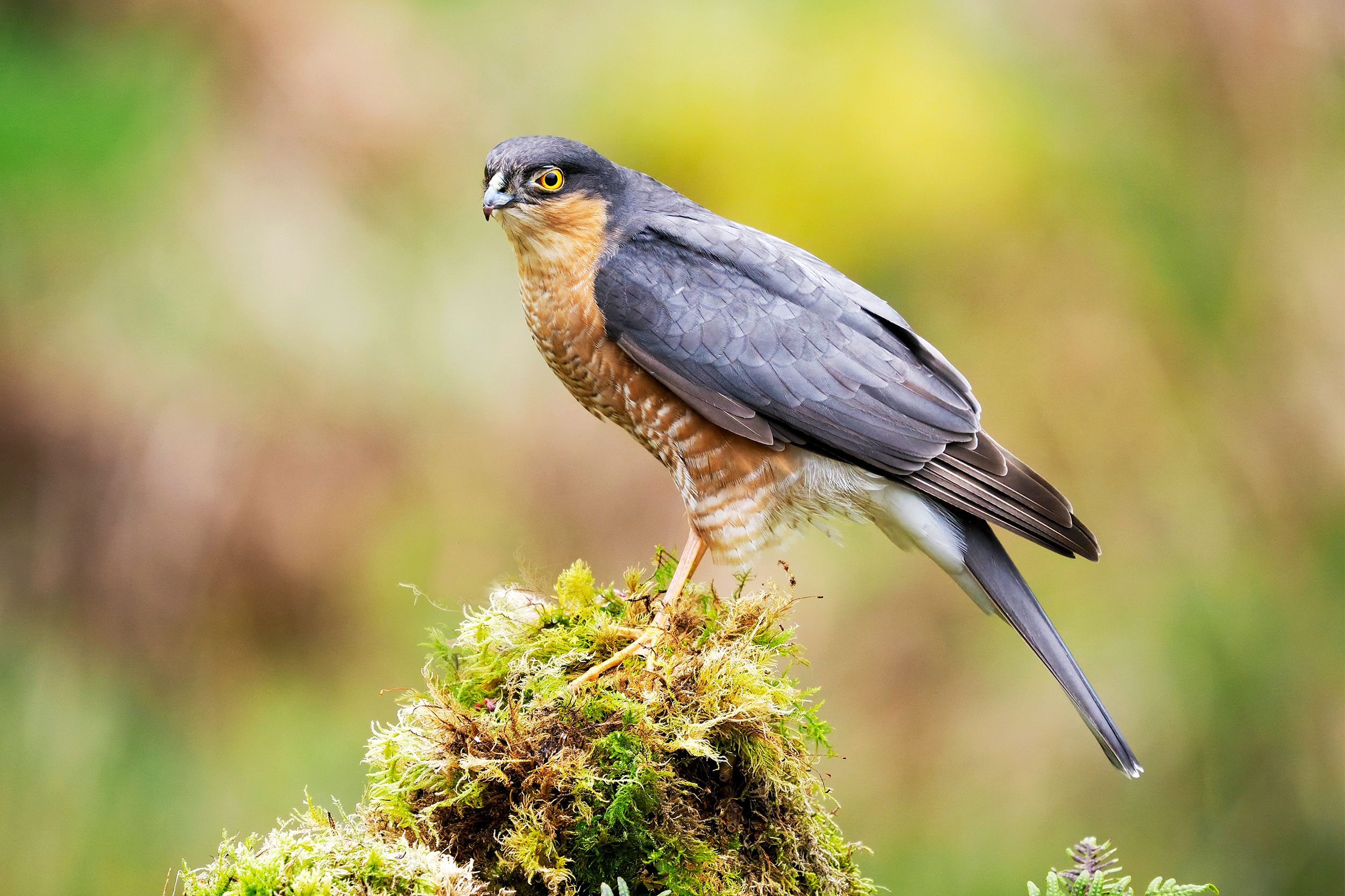 A male Sparrowhawk stands on some moss.