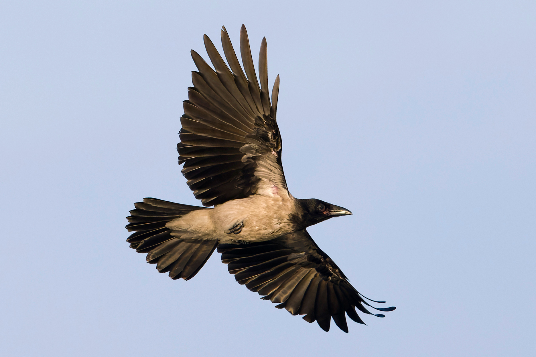 Hooded Crow against a grey sky showing its white underbelly and fingered wings.