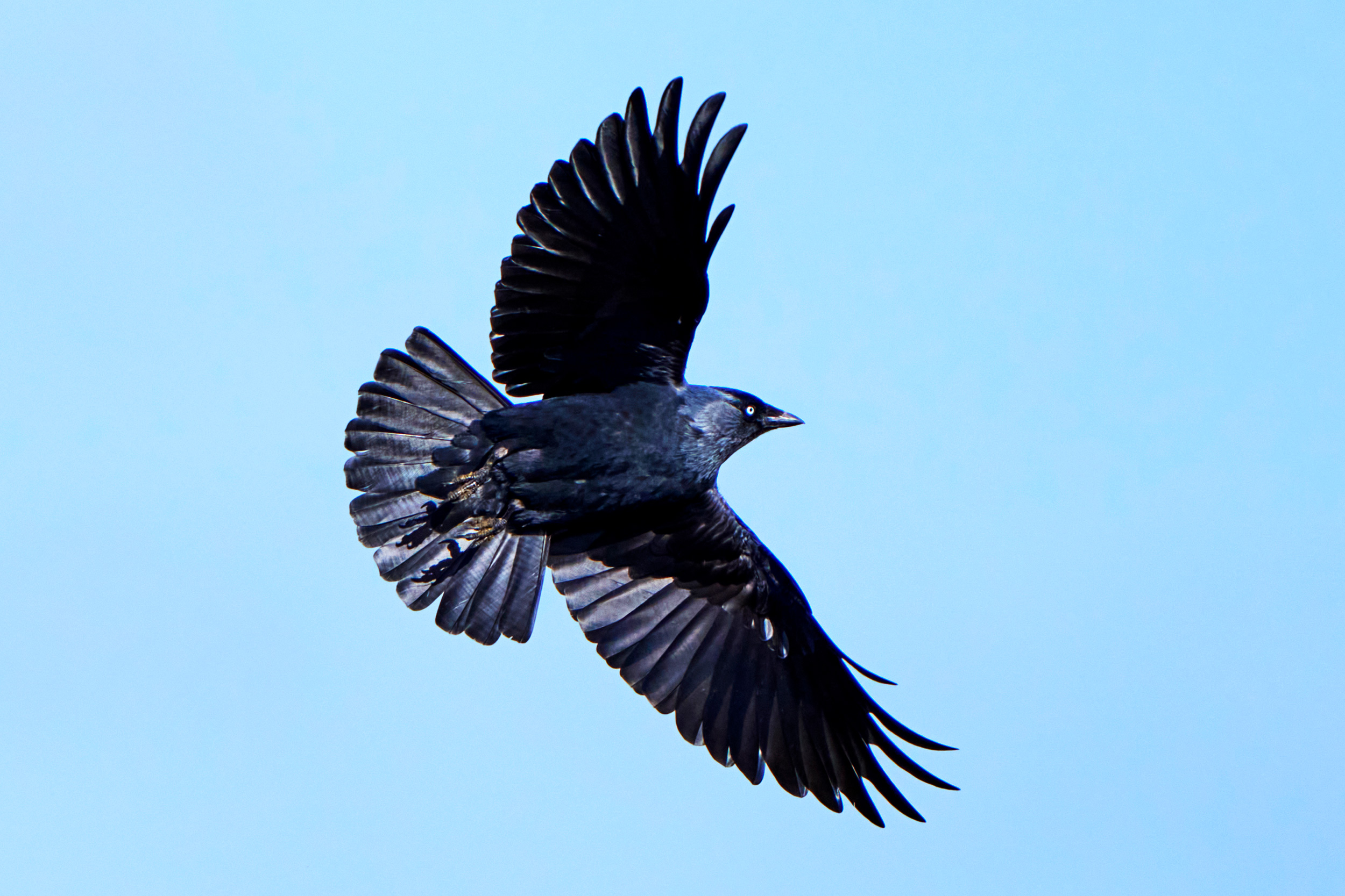 A Jackdaw flying against a pale blue sky, showing its short bill and broad neck.