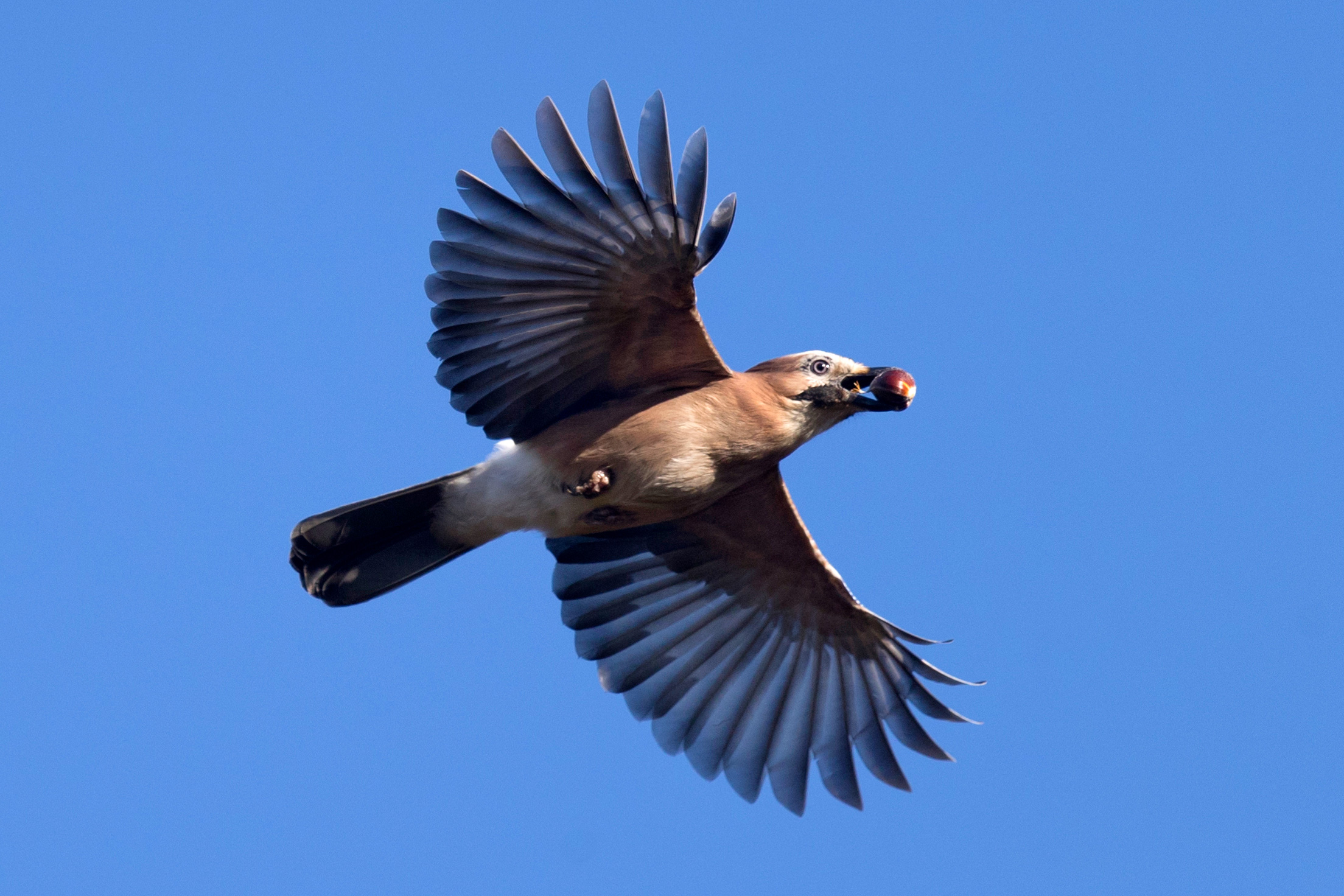 Jay in flight showing its fanned-out wings.