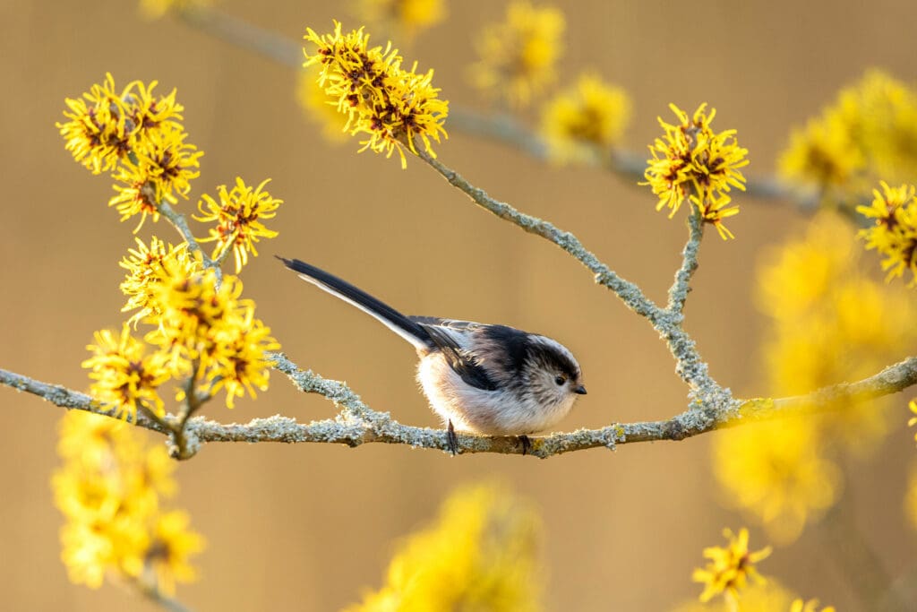 A Long-tailed Tit on a branch with yellow flowers, using its tail for balance.