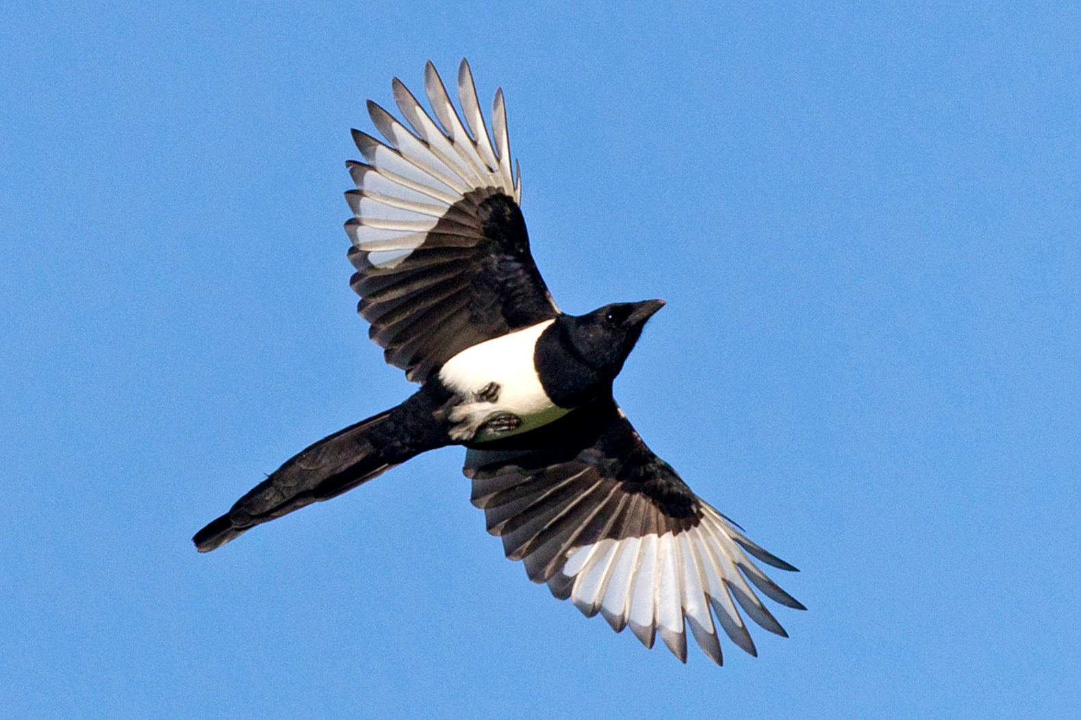 A Magpie flying across a blue sky showing its white under-wings and body and its long tail.