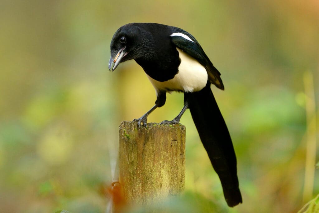 A male Magpie, which has a longer tail than a female.