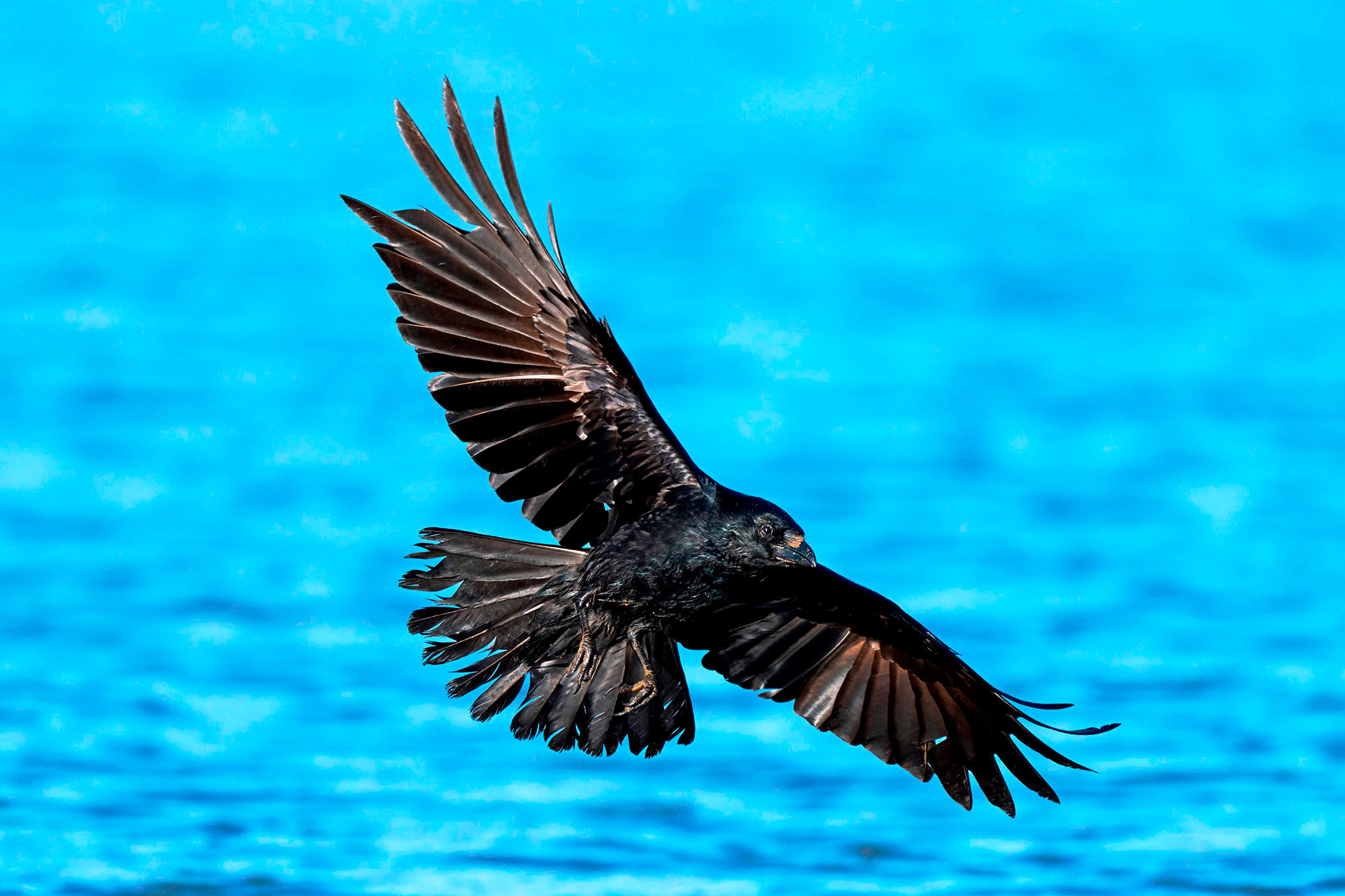 Carrion Crow in flight over blue water, showing its broad wings and fan-shaped tail.