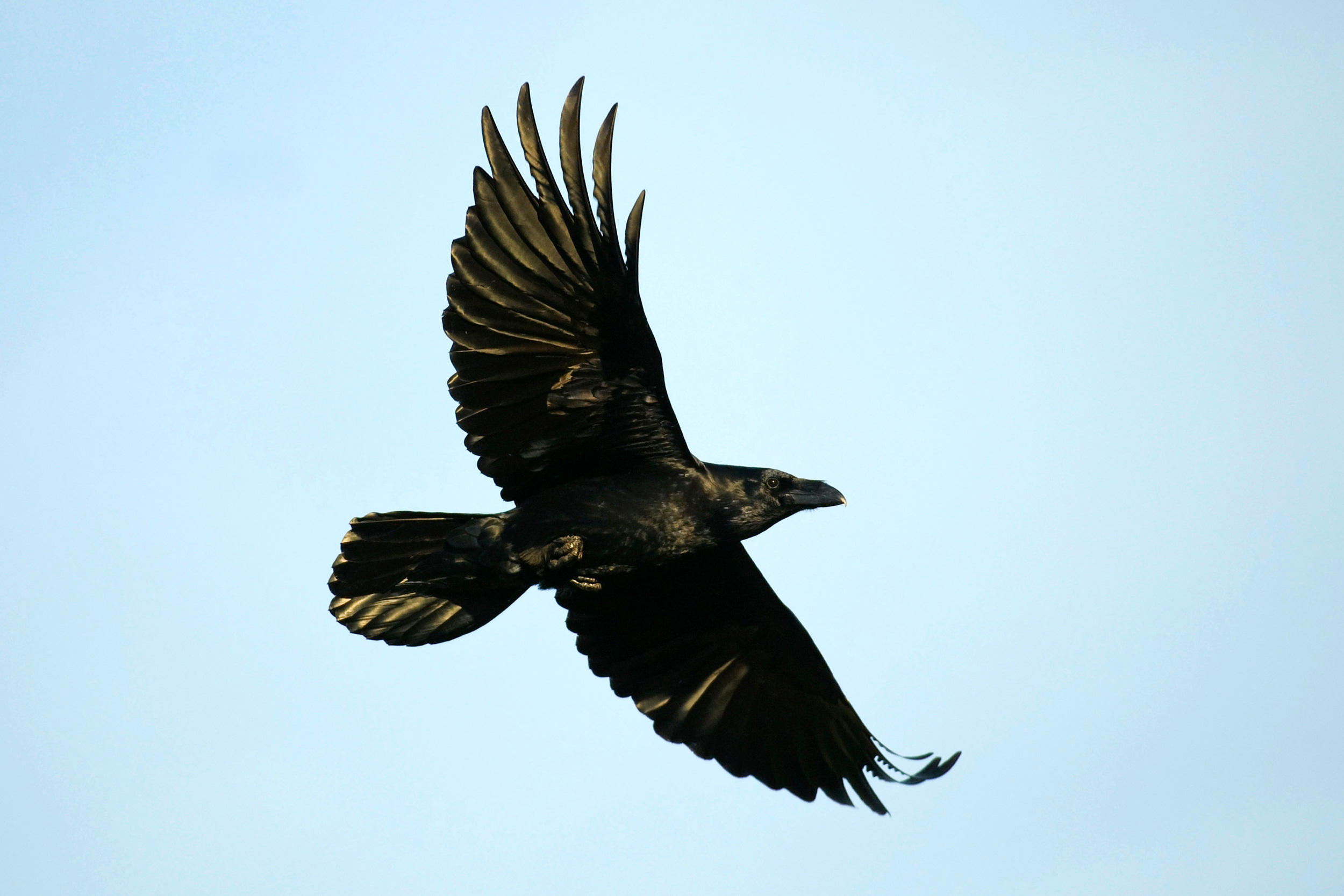 Raven flying against a pale blue sky, showing its thick beak, long, diamond-shaped tail and 'well-fingered' wing-tips.