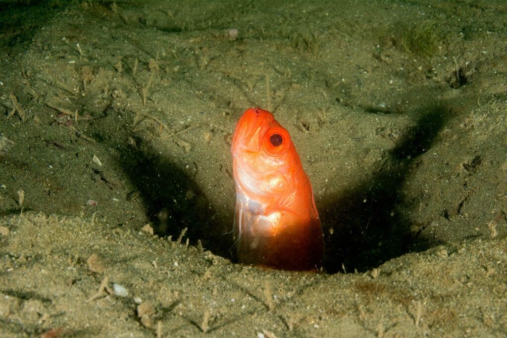 Red Bandfish in Plymouth.