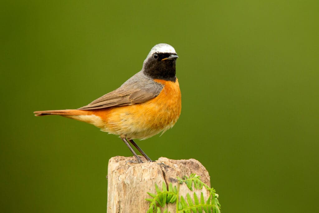 A Redstart – Redstarts are known for shivering their tails.