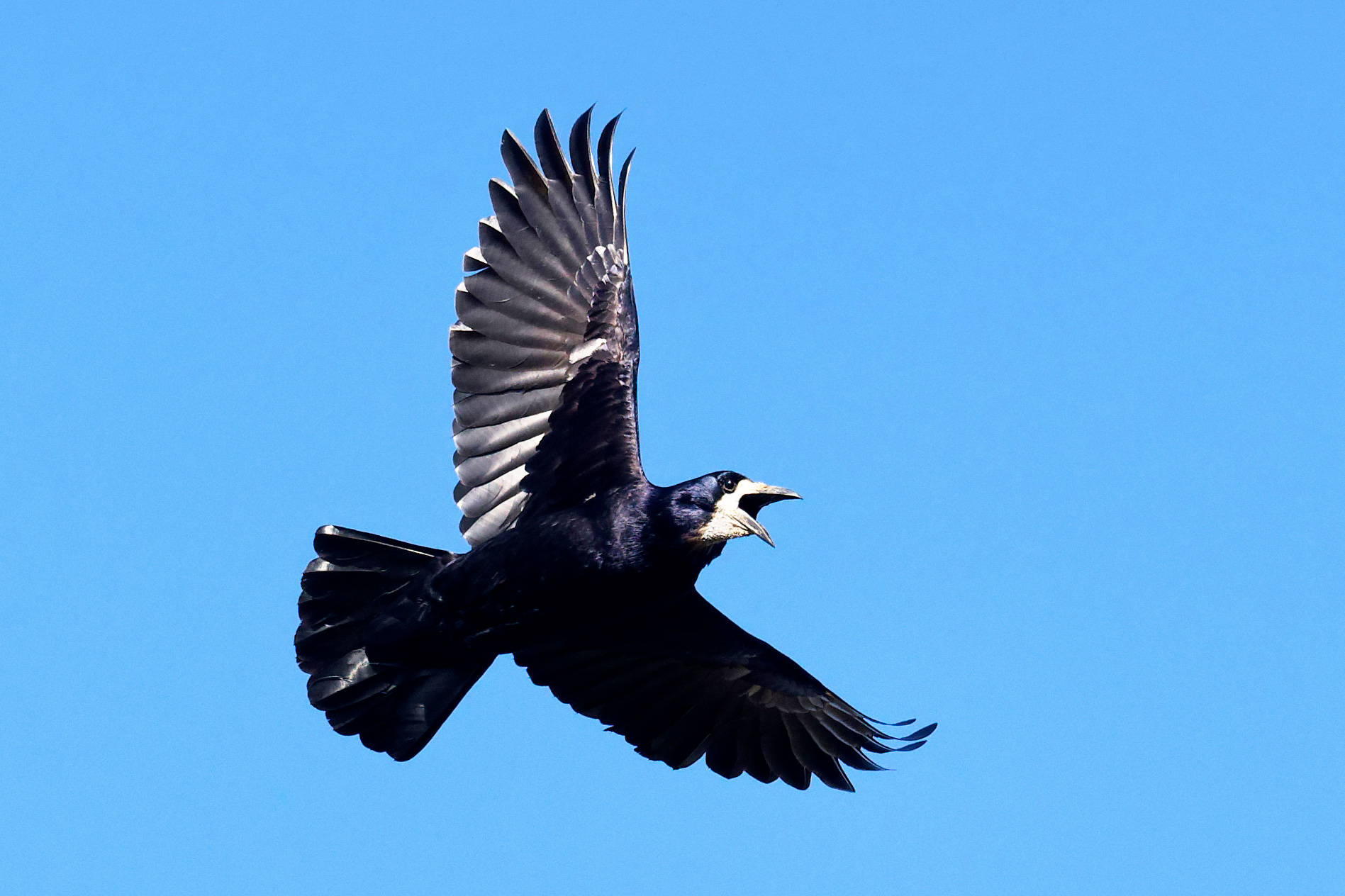 A Rook flying against a blue sky, showing its narrow wing bases, more rounded/wedge-shaped tail and long, pale, pointed beak.