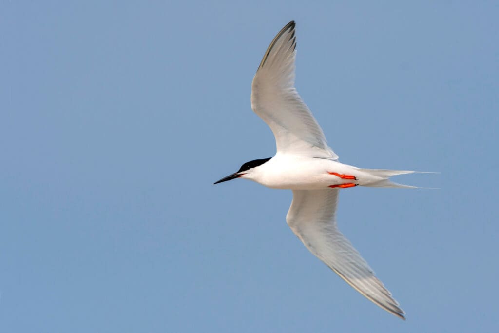 Roseate Terns use their forked tails for quick turns in the air.