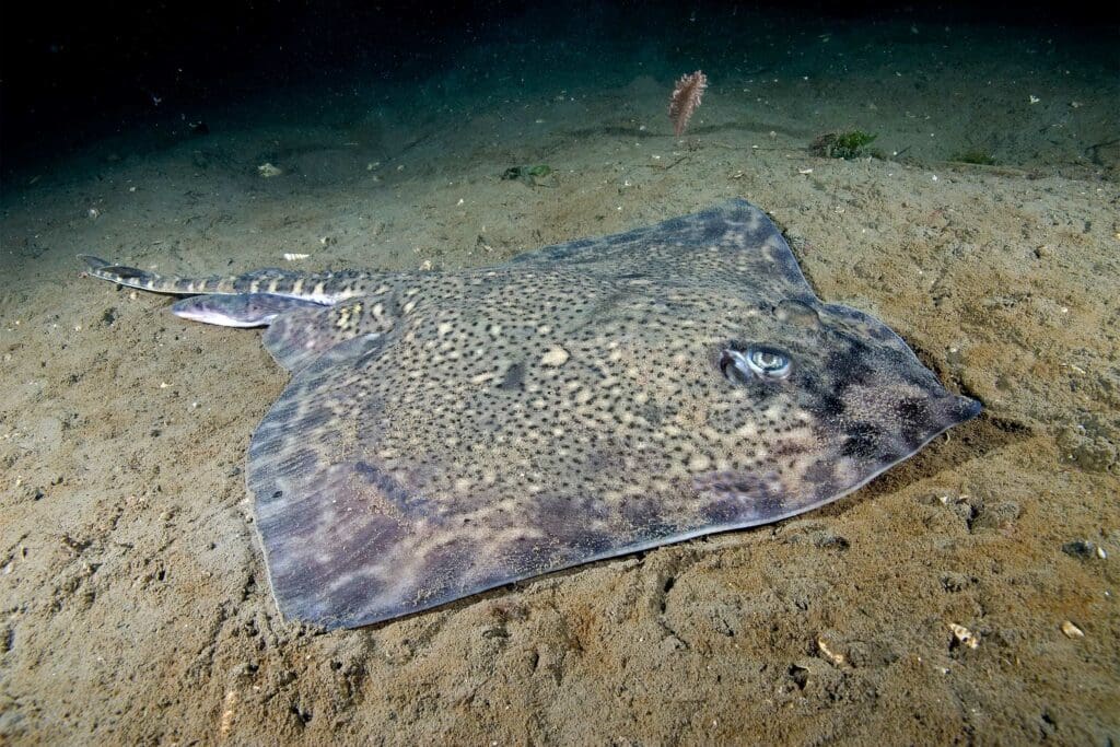 Thornback Ray in Shieldaig.