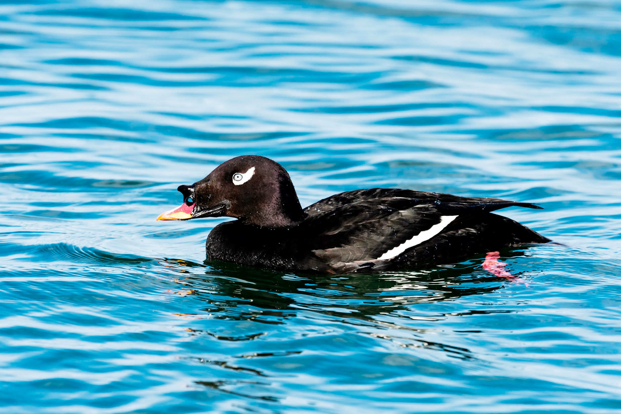 A black duck with white markings floating on water