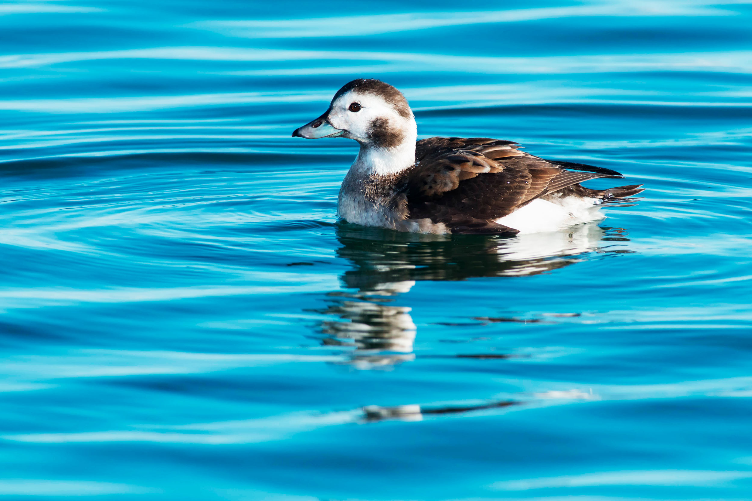 A black and white duck floating on water.