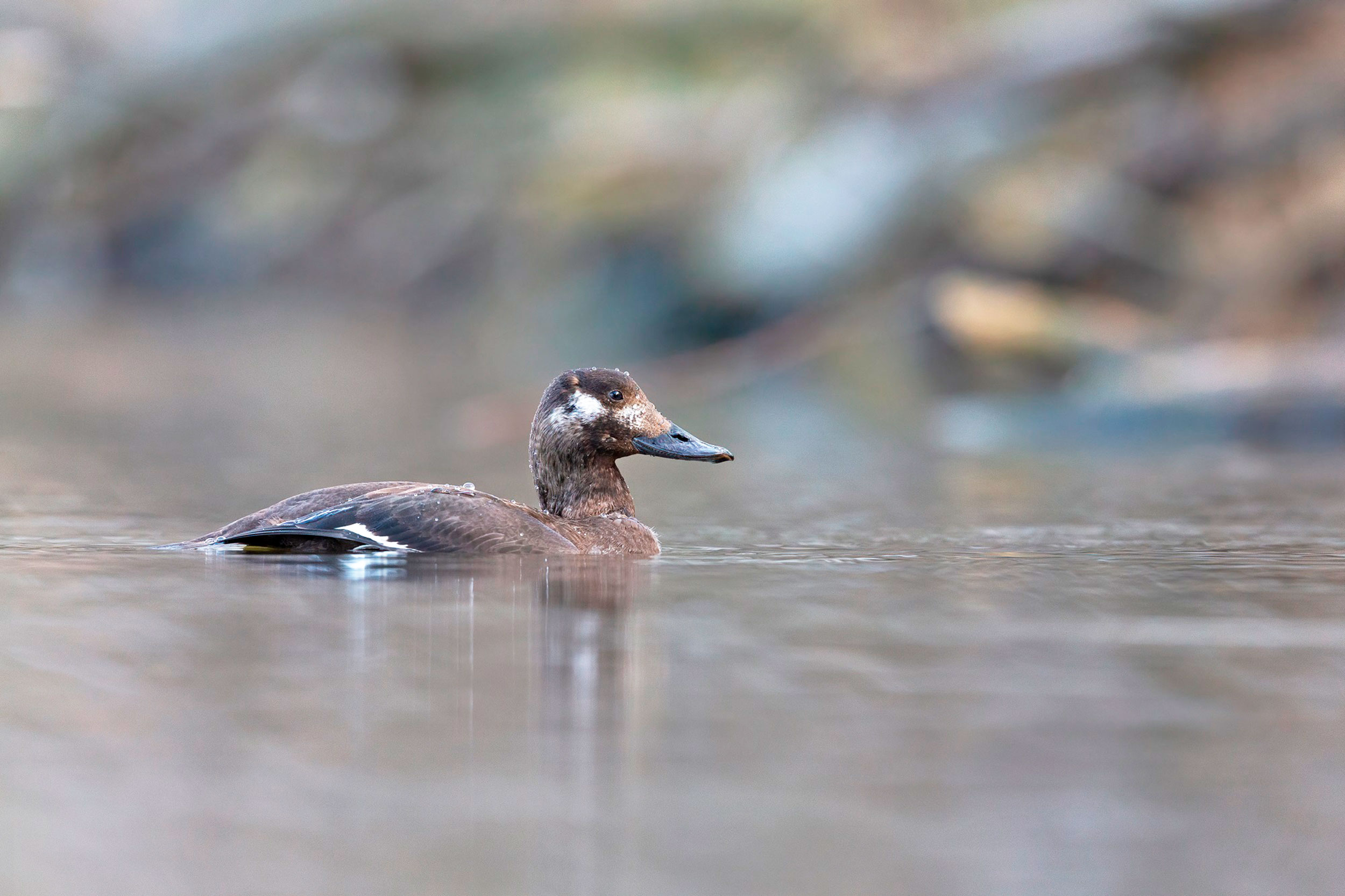 A brown duck with white markings floating on water