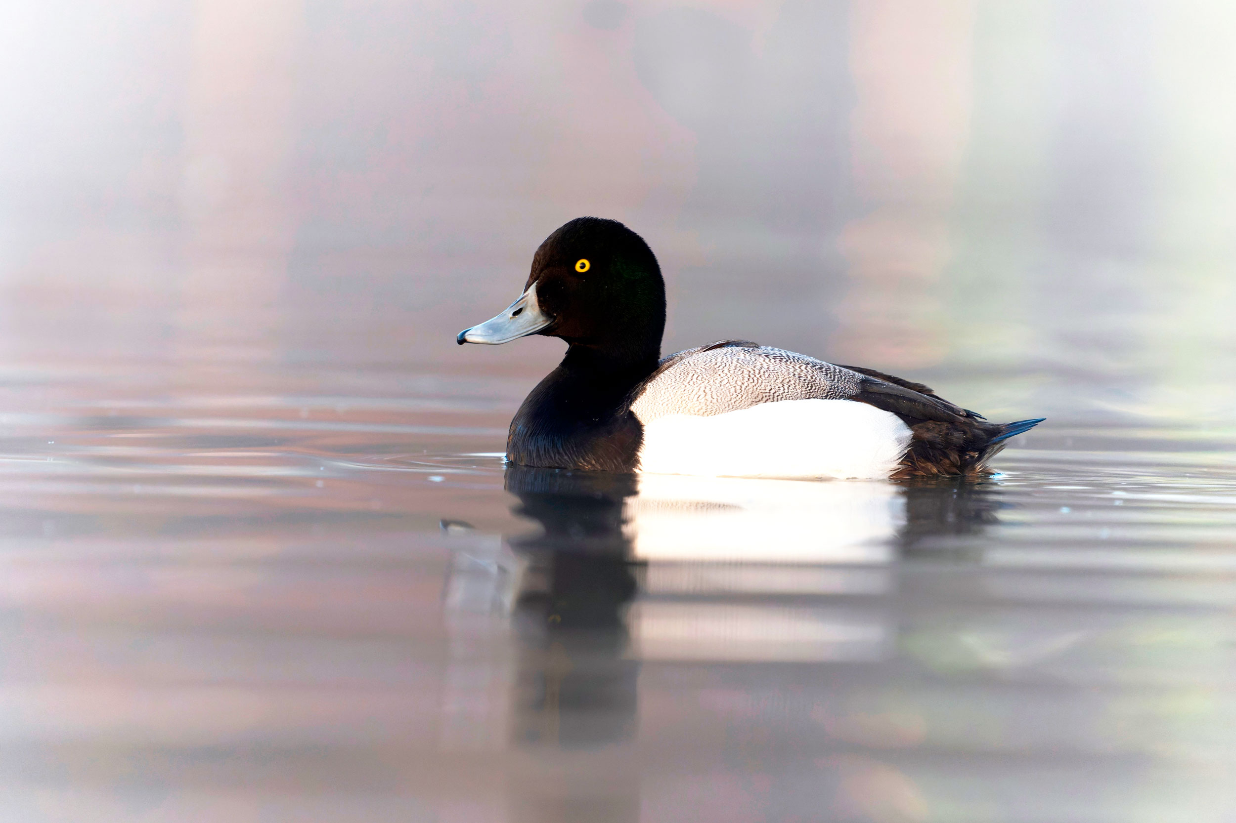 A grey and white duck with a black head and breast floating on water