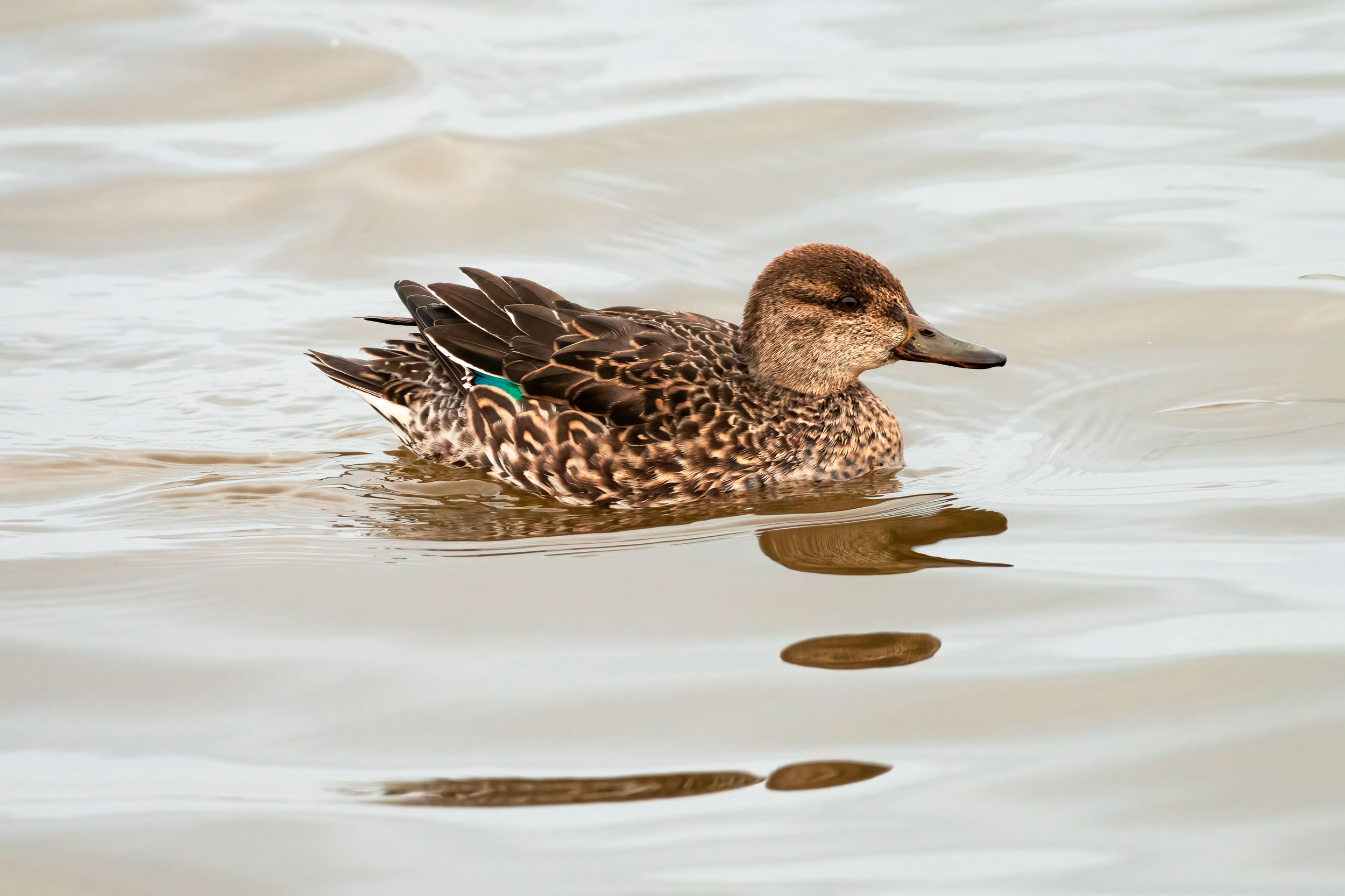 Brown duck with green marking on wing floating in water.