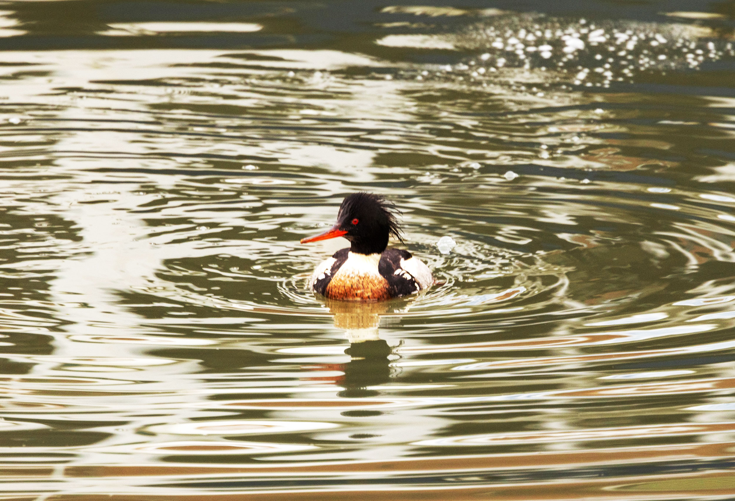 A duck with a dark coloured head and red bill, with a red breast, swimming in water