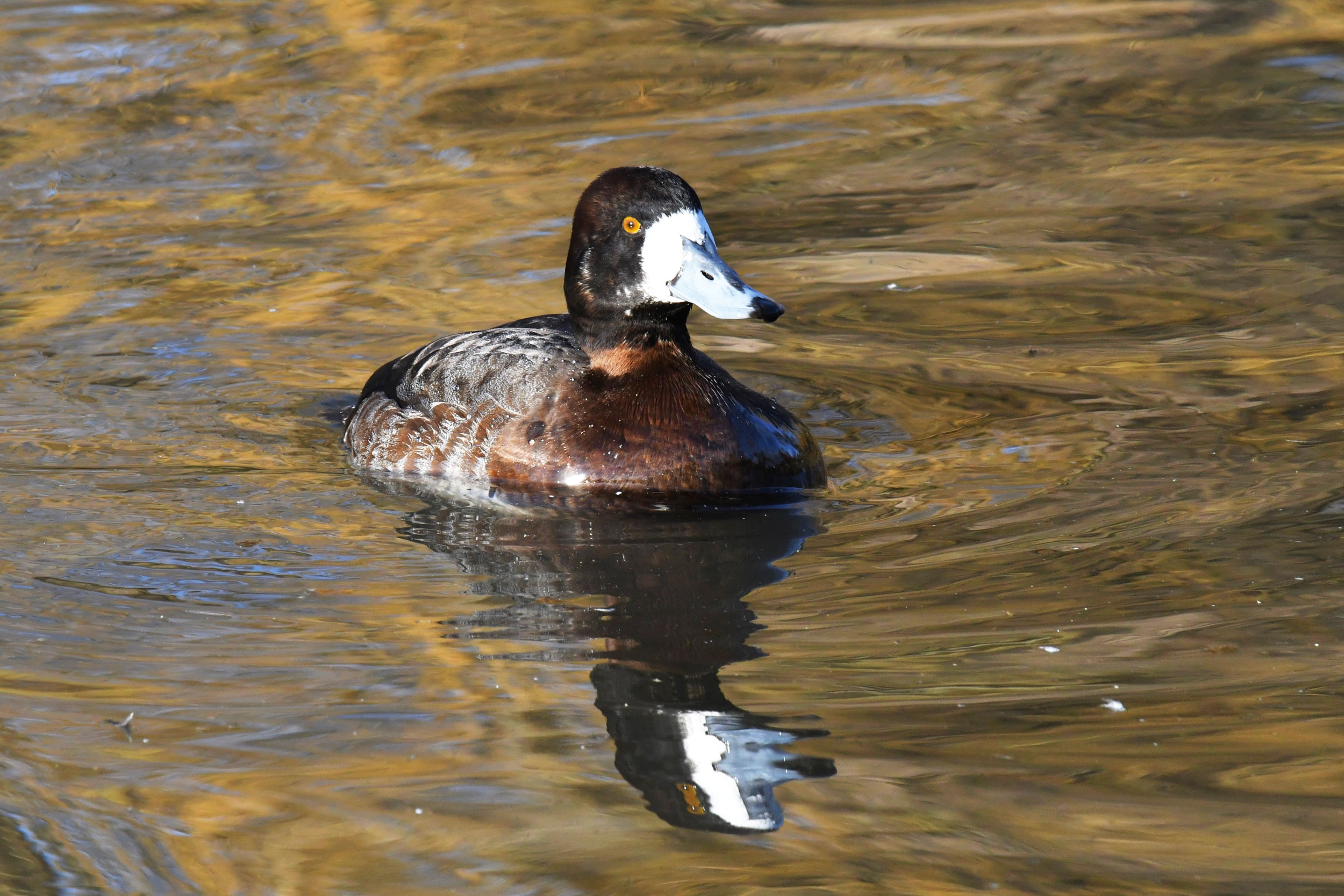 A brown duck with white around thr base of the bill floating in water.